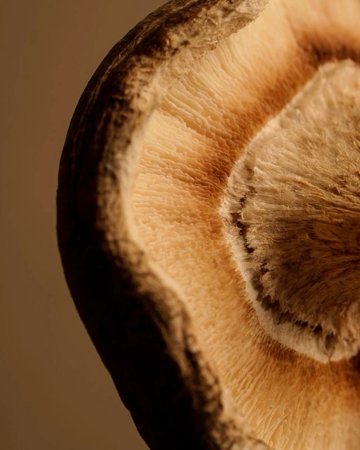 Fibre: The Architecture of Fullness