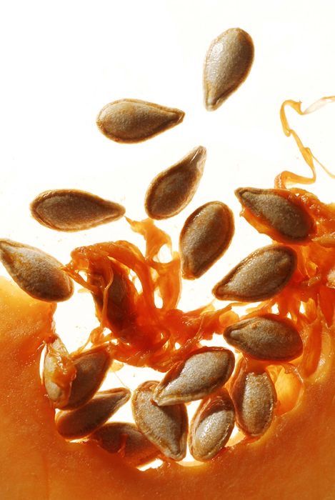 Leaky Gut: The Invisible Organ Damaged in Longevity