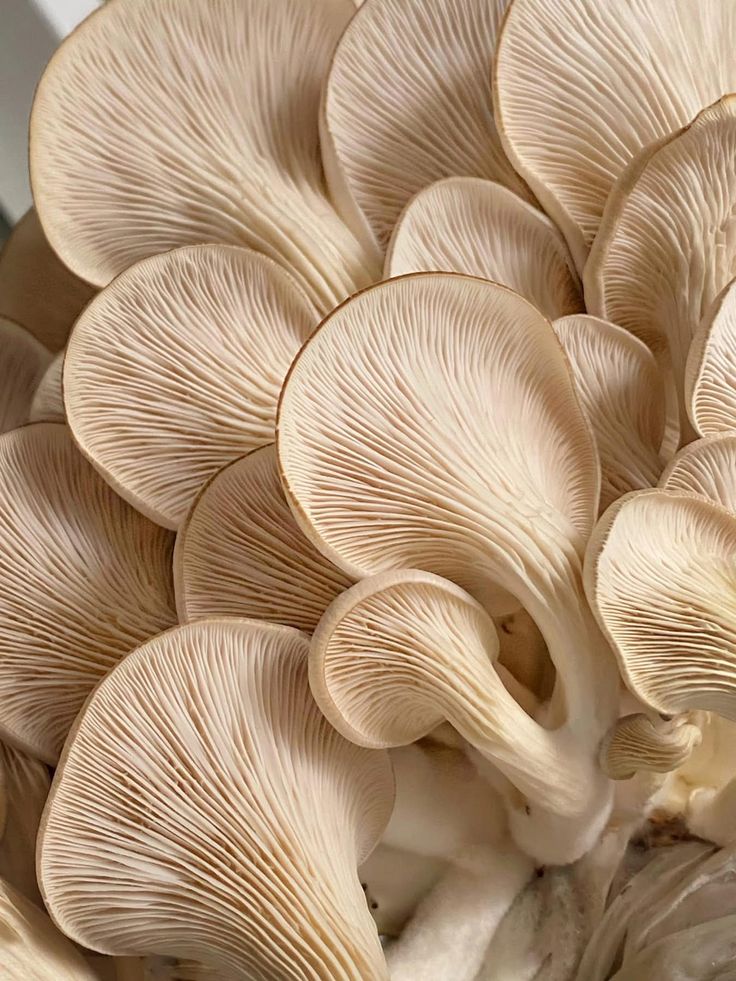 Shelf Life vs Cell Life